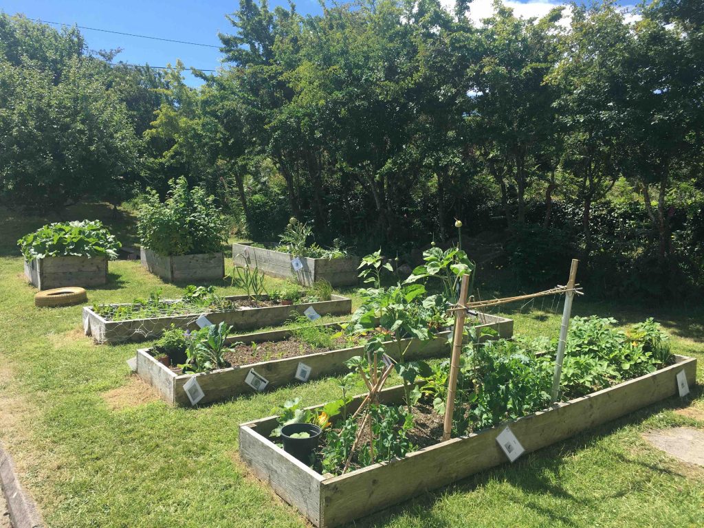 St Michael's National School vegetable garden.