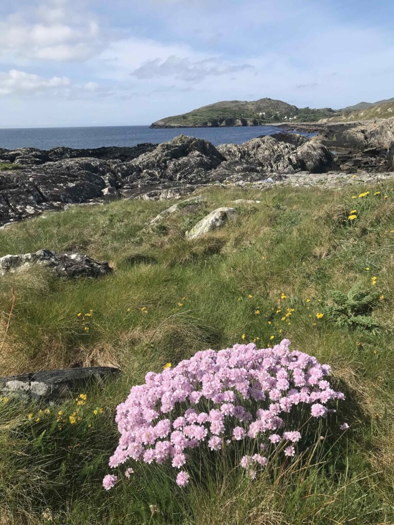 Thrift (Sea Pinks) growing on the shores around the island's coastline.